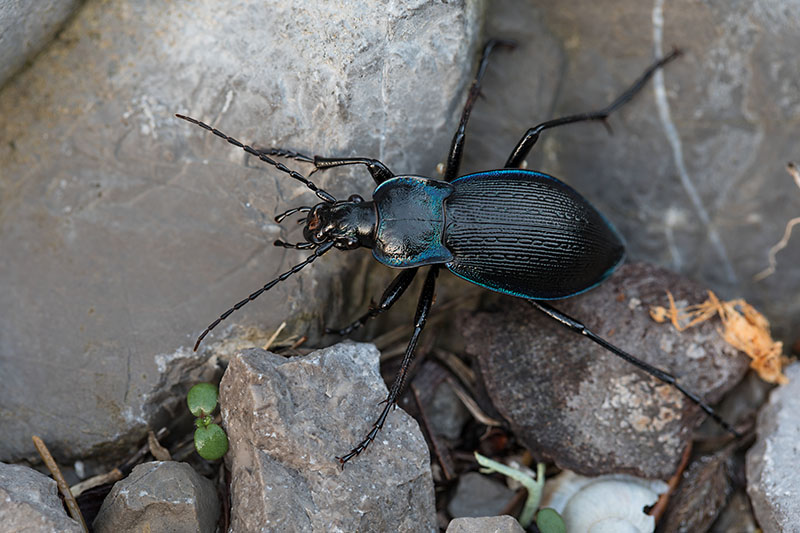 Carabus catenulatus catenulatus