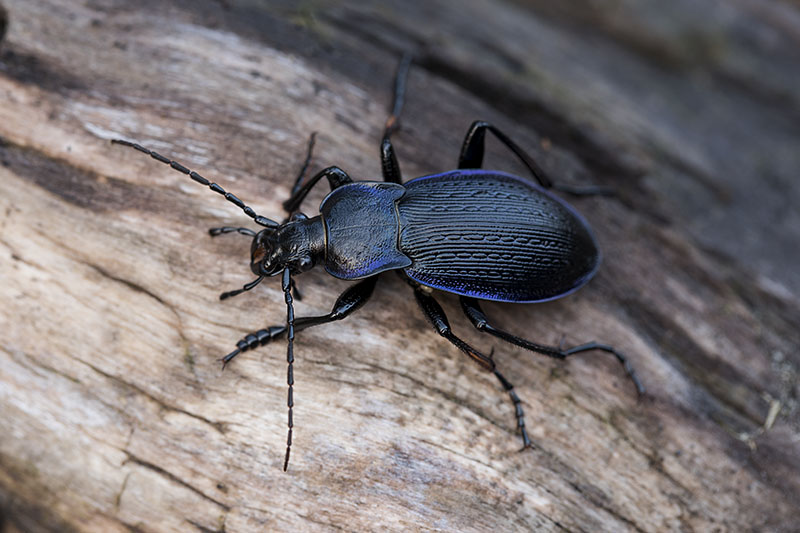 Carabus catenulatus catenulatus