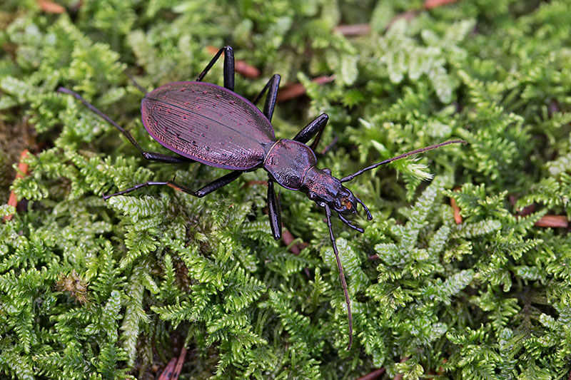 Carabus creutzeri creutzeri