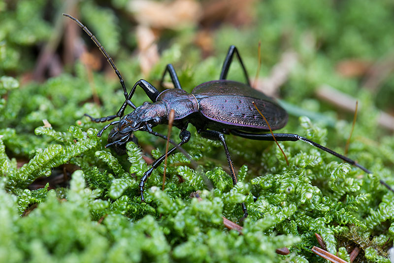 Carabus creutzeri creutzeri