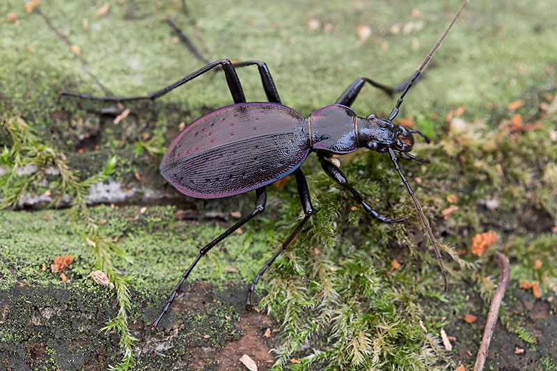 Carabus creutzeri creutzeri