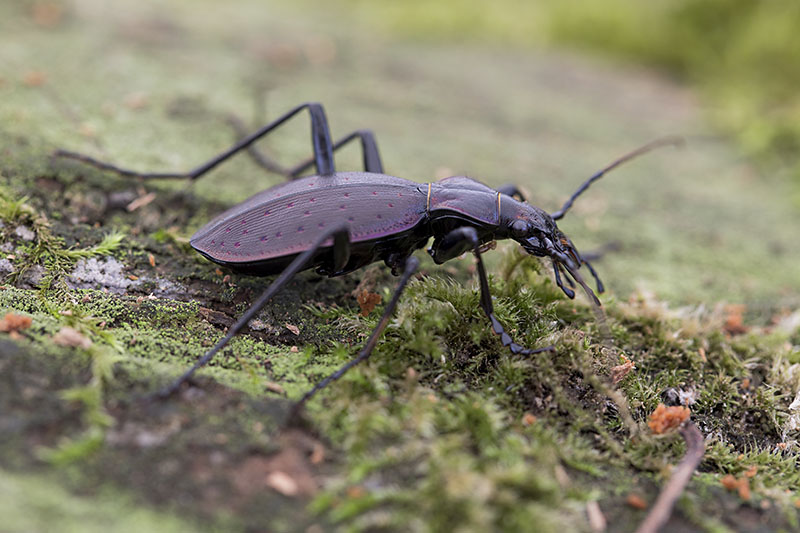 Carabus creutzeri creutzeri