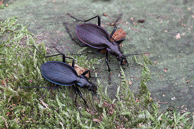 Carabus creutzeri creutzeri