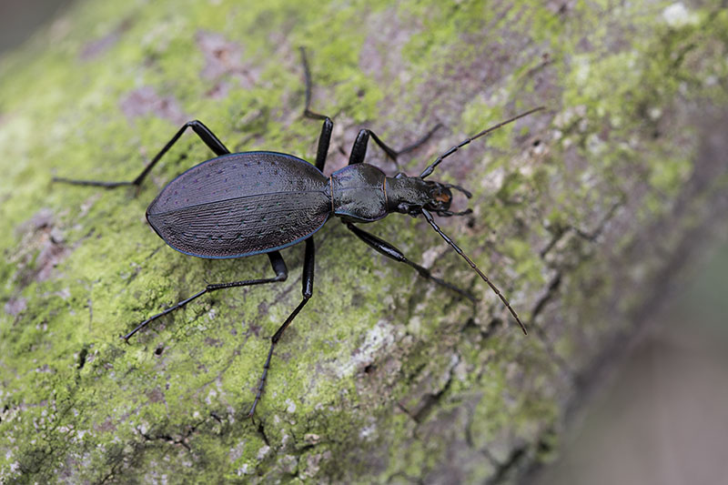 Carabus creutzeri creutzeri