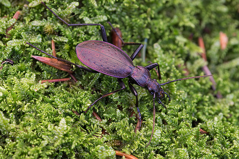 Carabus creutzeri creutzeri