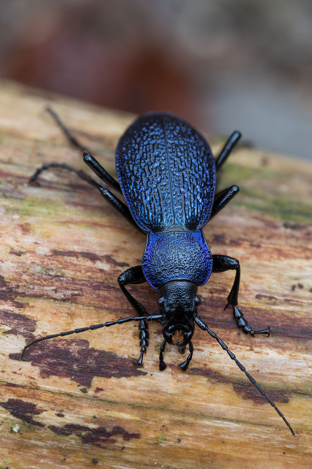 Carabus croaticus croaticus