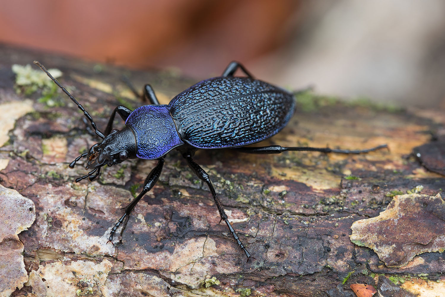 Carabus croaticus croaticus