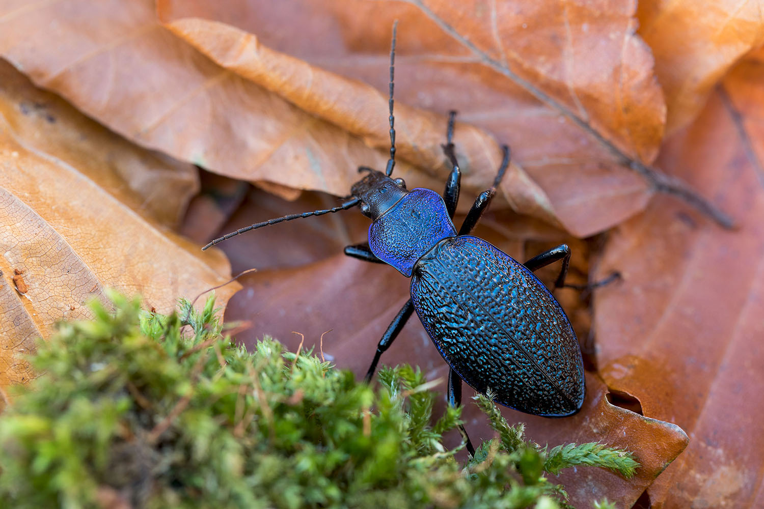 Carabus croaticus croaticus