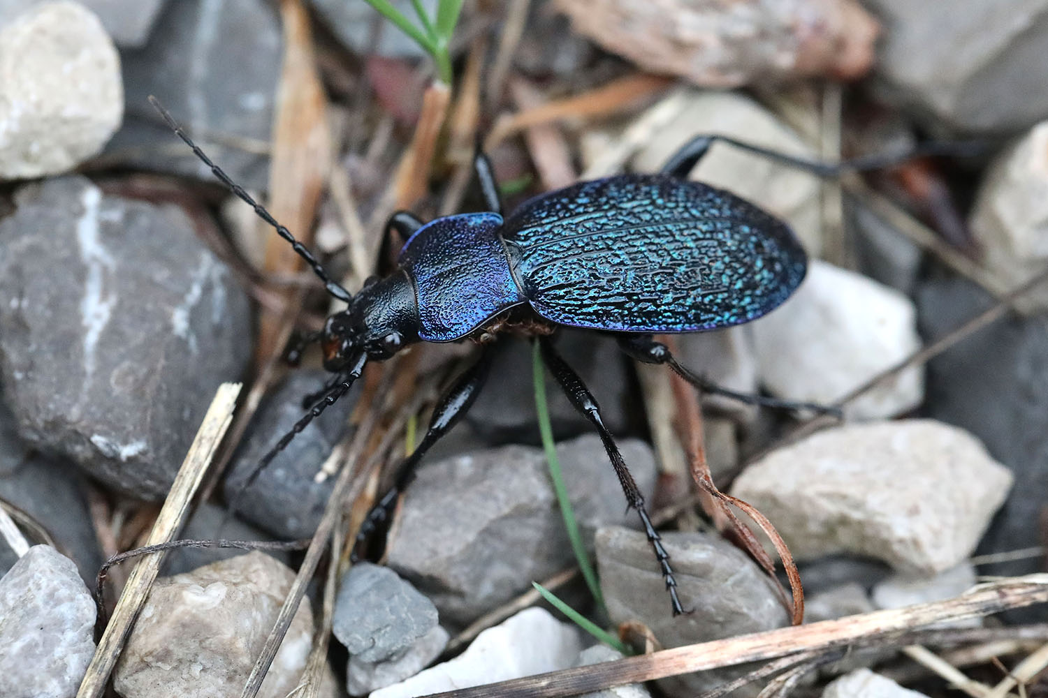 Carabus croaticus croaticus