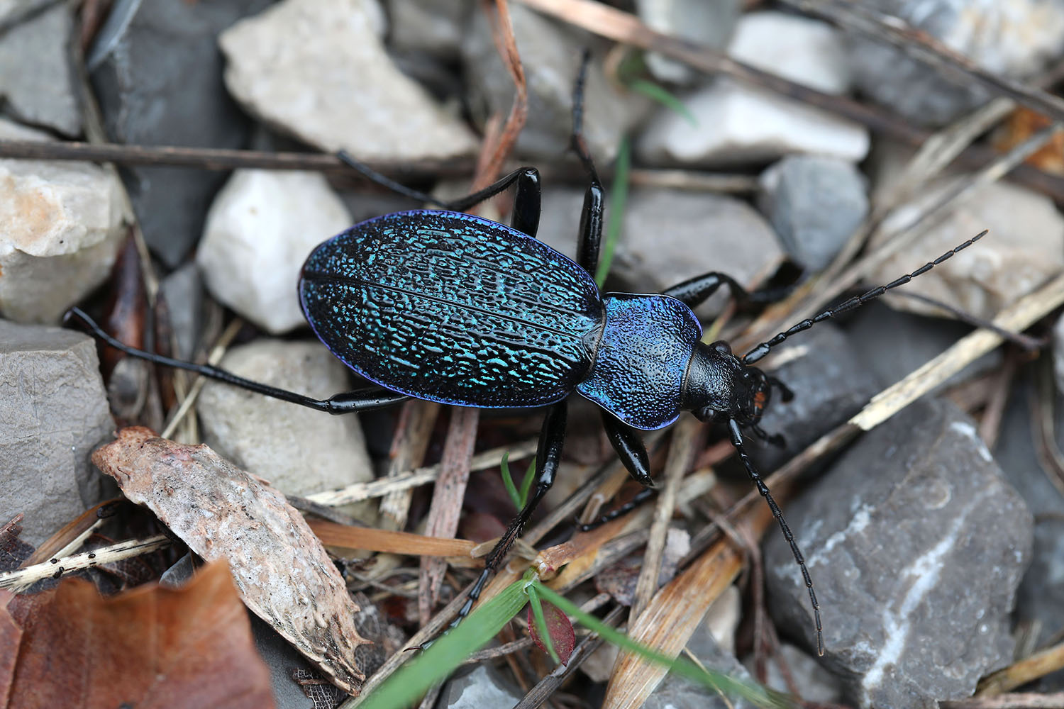 Carabus croaticus croaticus