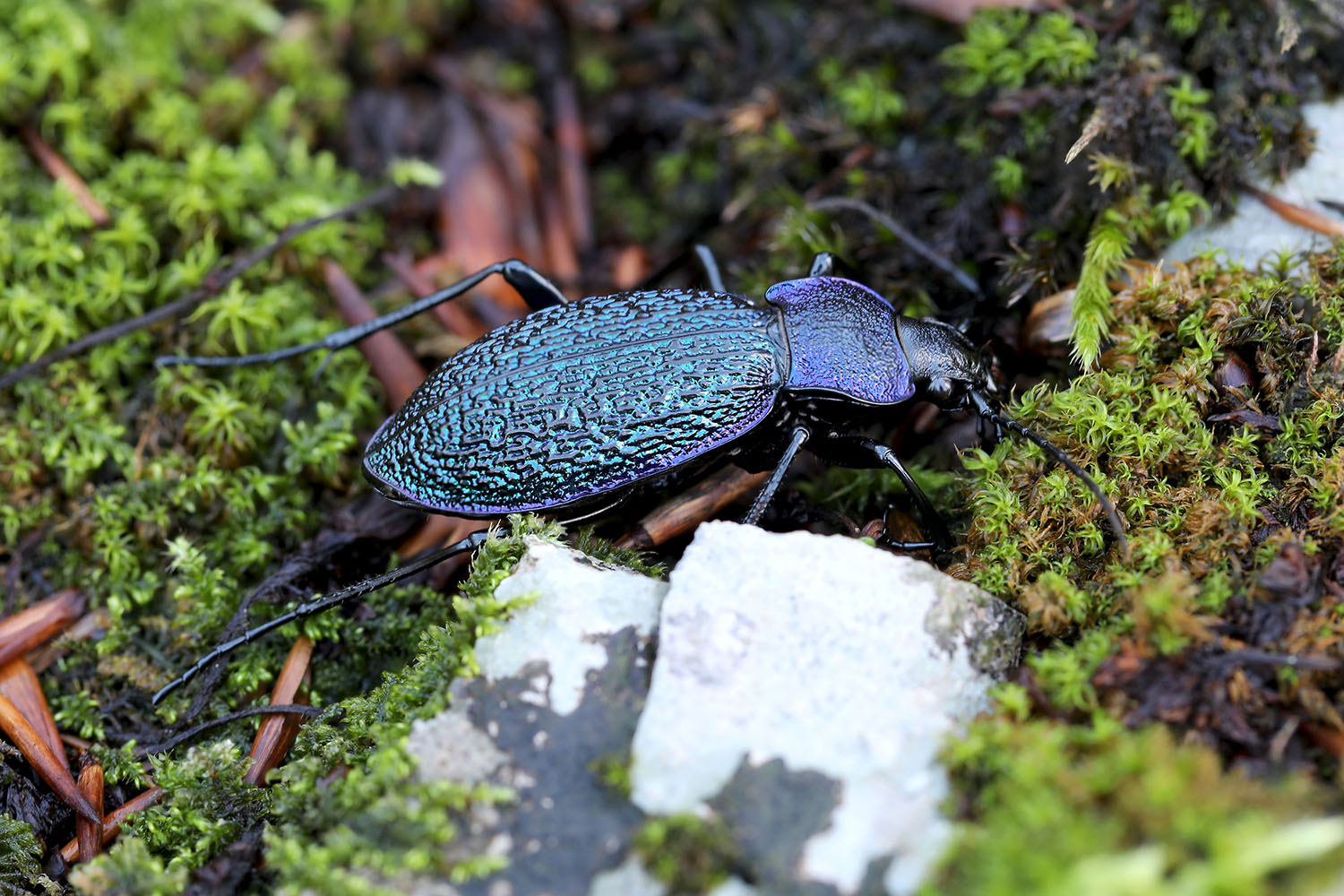 Carabus croaticus croaticus