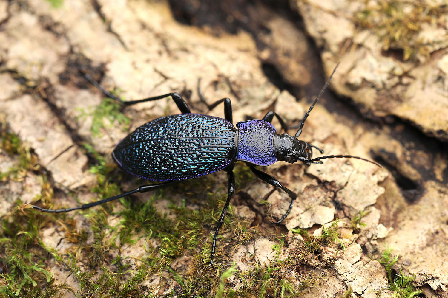 Carabus croaticus croaticus