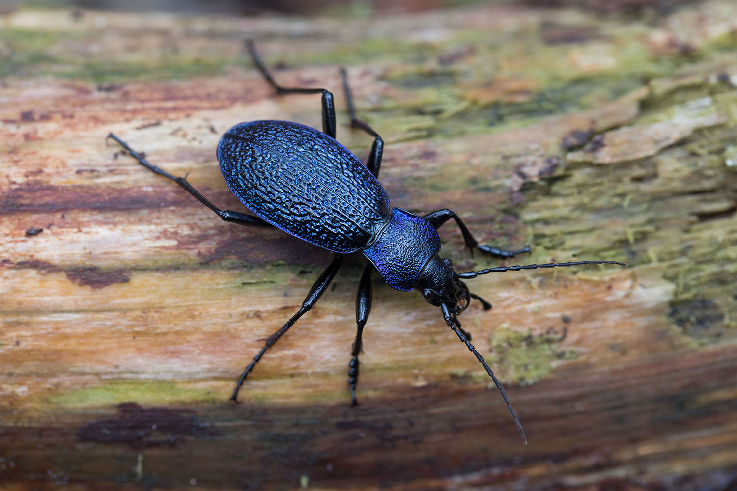 Carabus croaticus croaticus