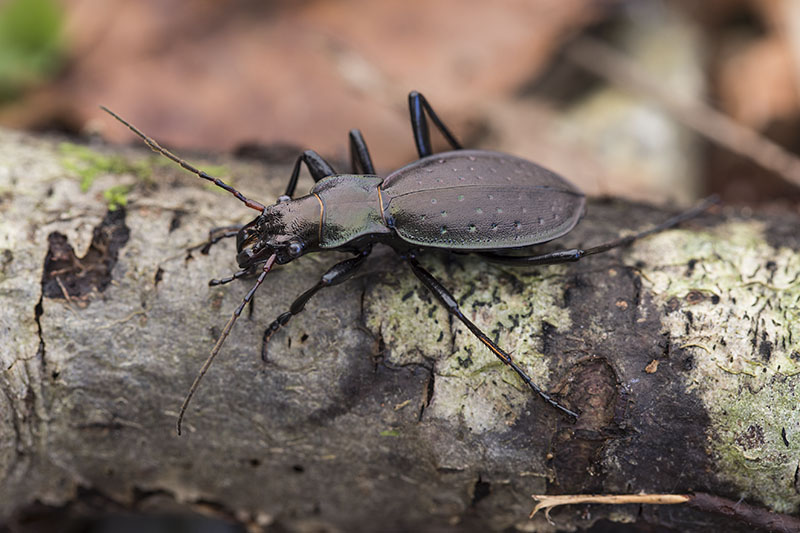 Carabus irregularis bucephalus