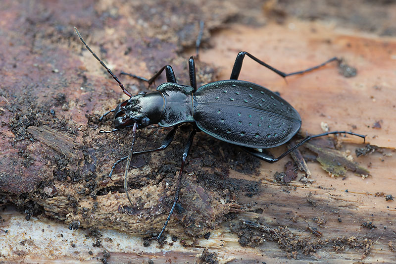 Carabus irregularis bucephalus