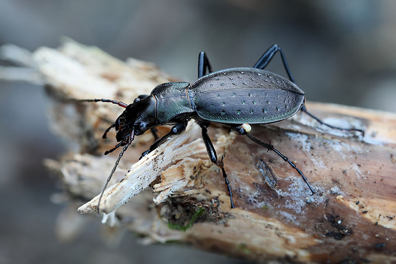 Carabus irregularis bucephalus