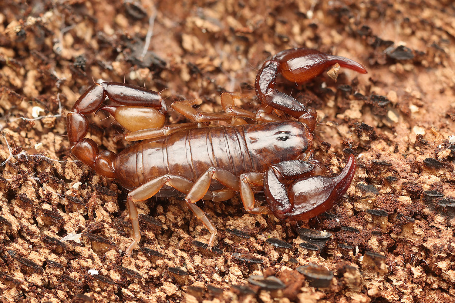 Euscorpius tergestinus 