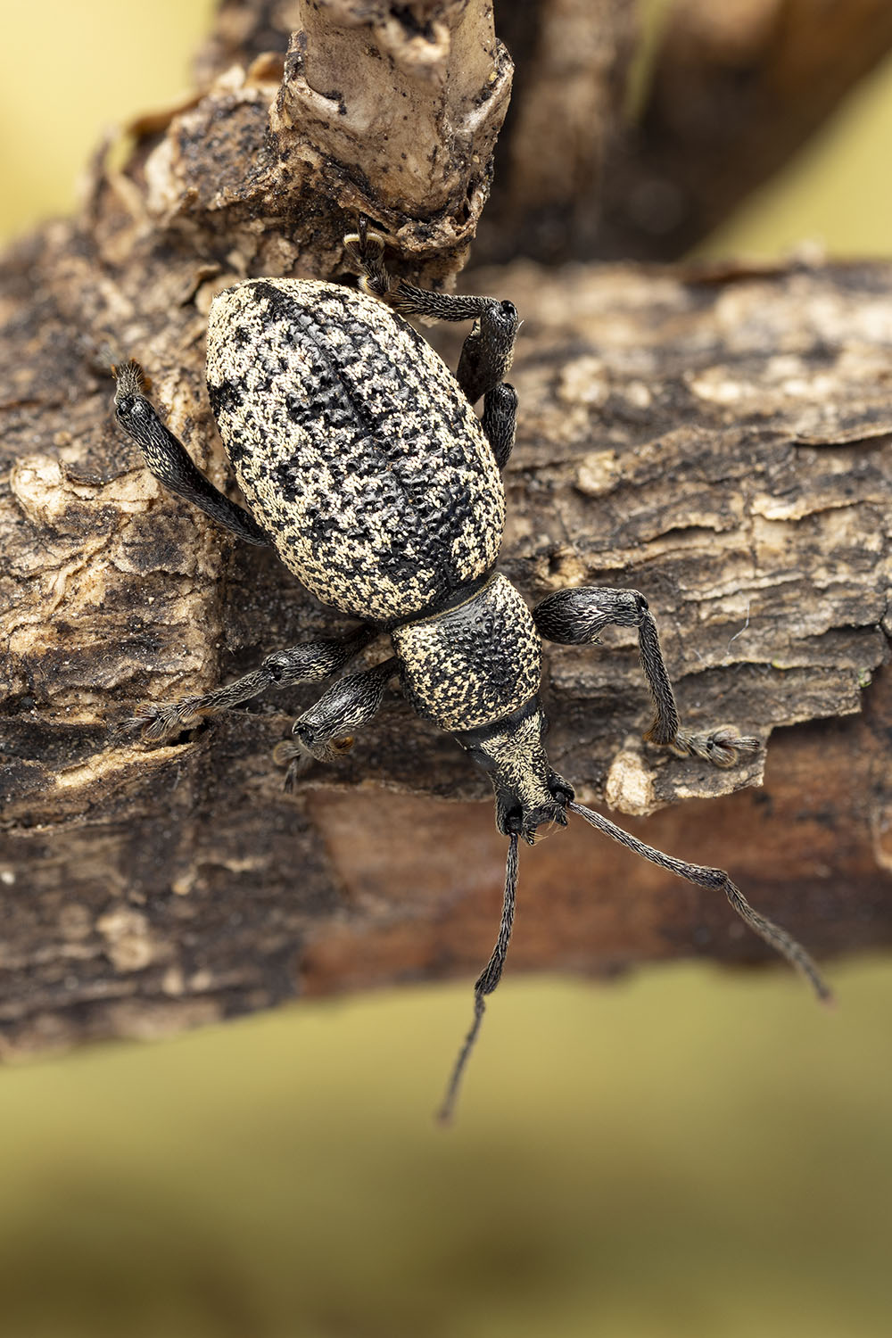 Otiorhynchus sp03 