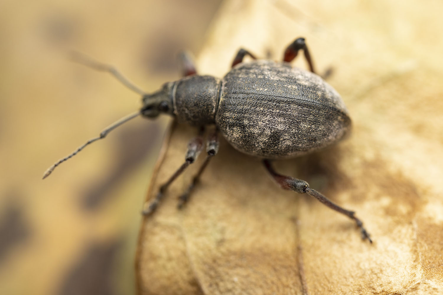 Otiorhynchus sp04 