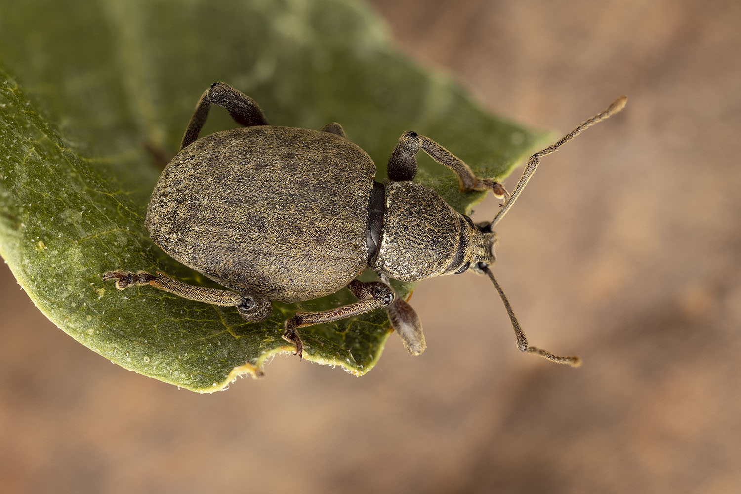 Otiorhynchus sp05 