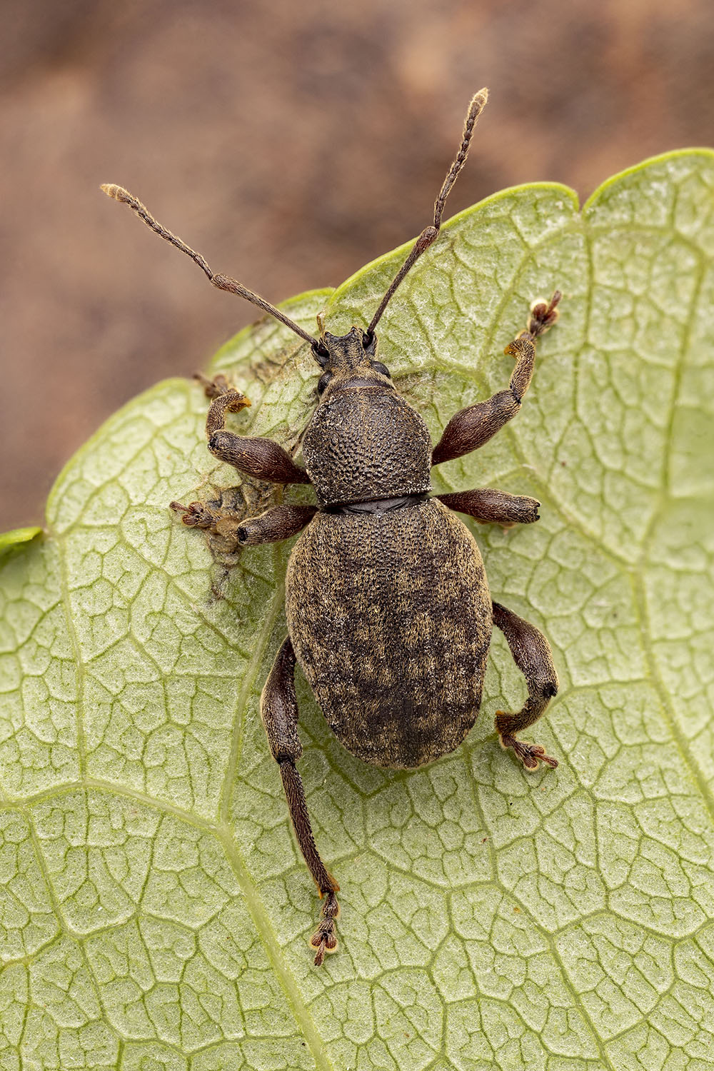 Otiorhynchus sp06 