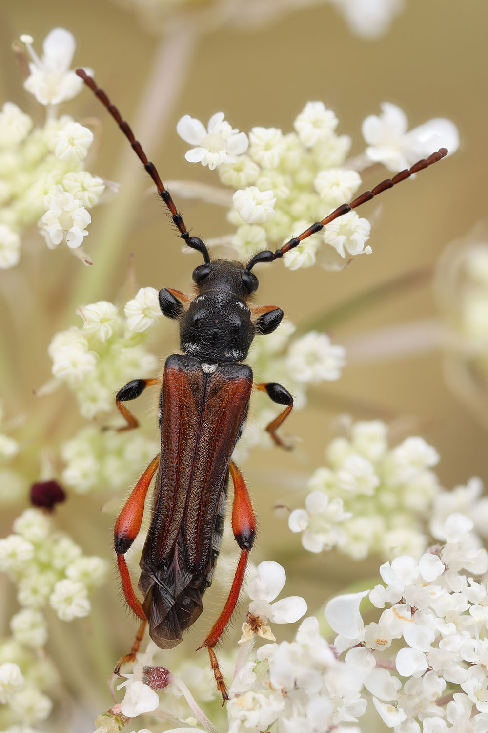 Stenopterus rufus rufus