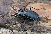 Carabus irregularis bucephalus