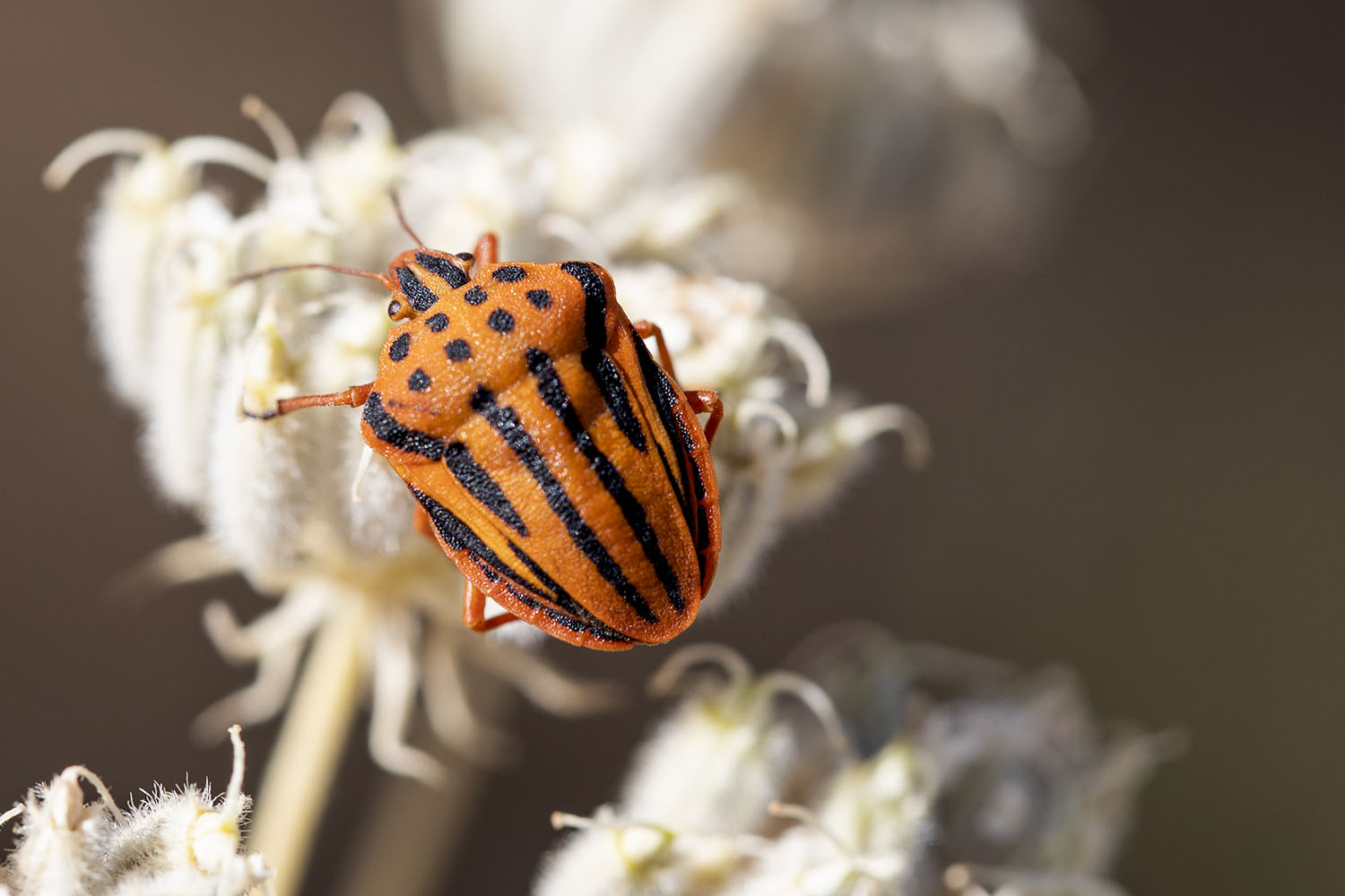 Graphosoma semipunctatum 