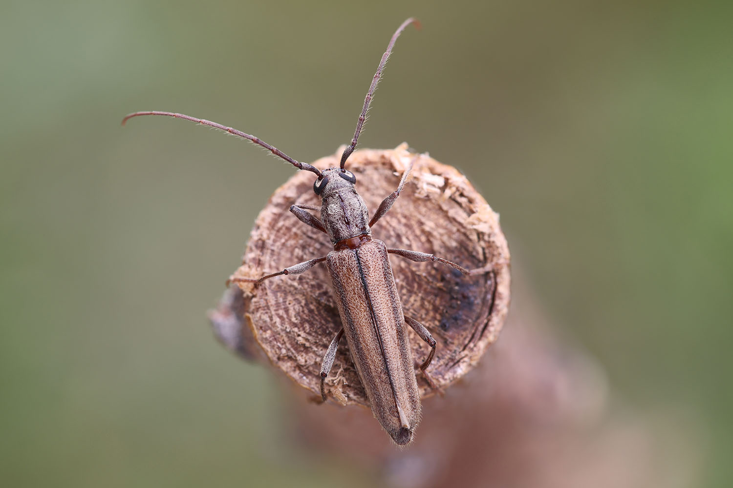 Icosium tomentosum tomentosum