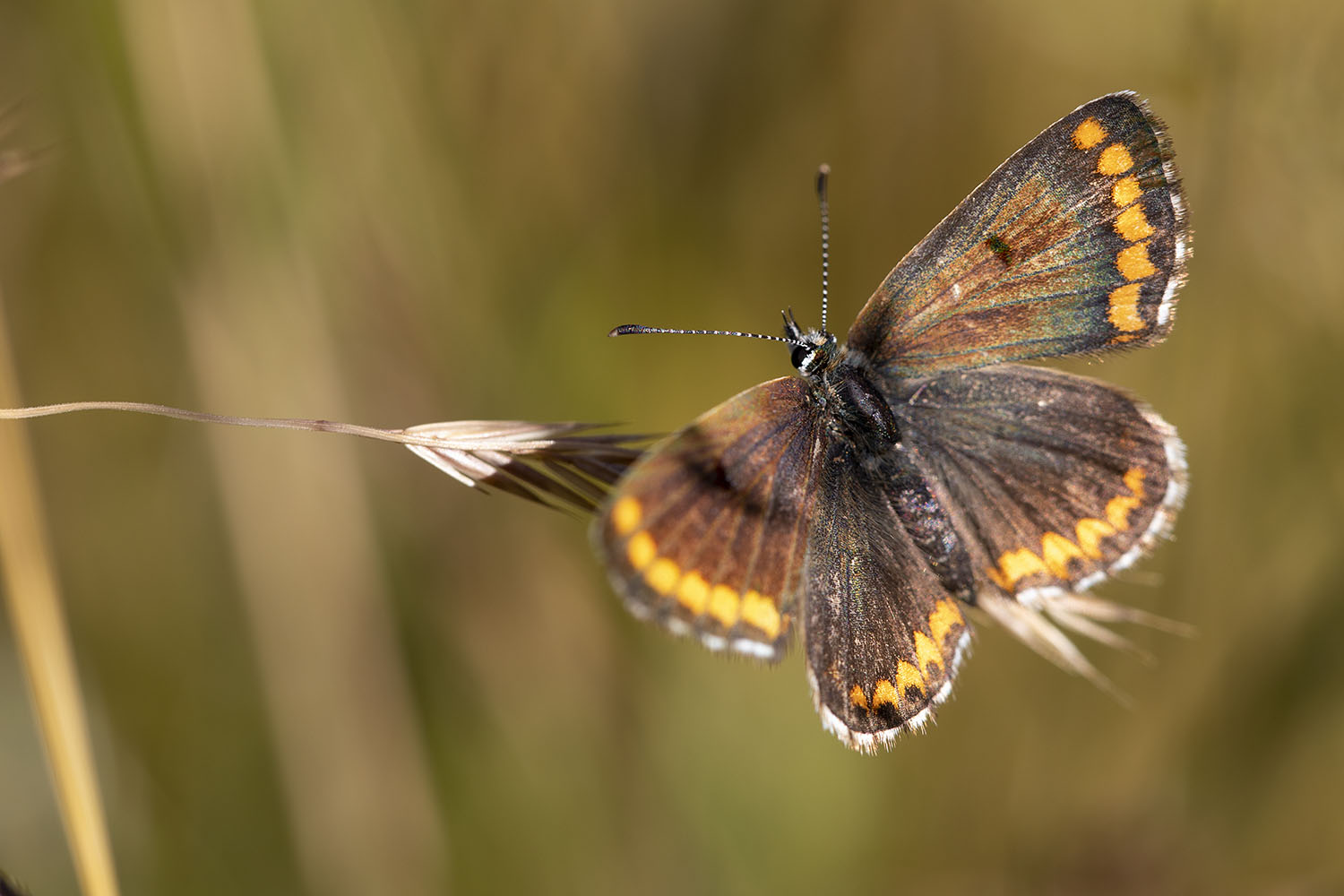 Lycaena tityrus 