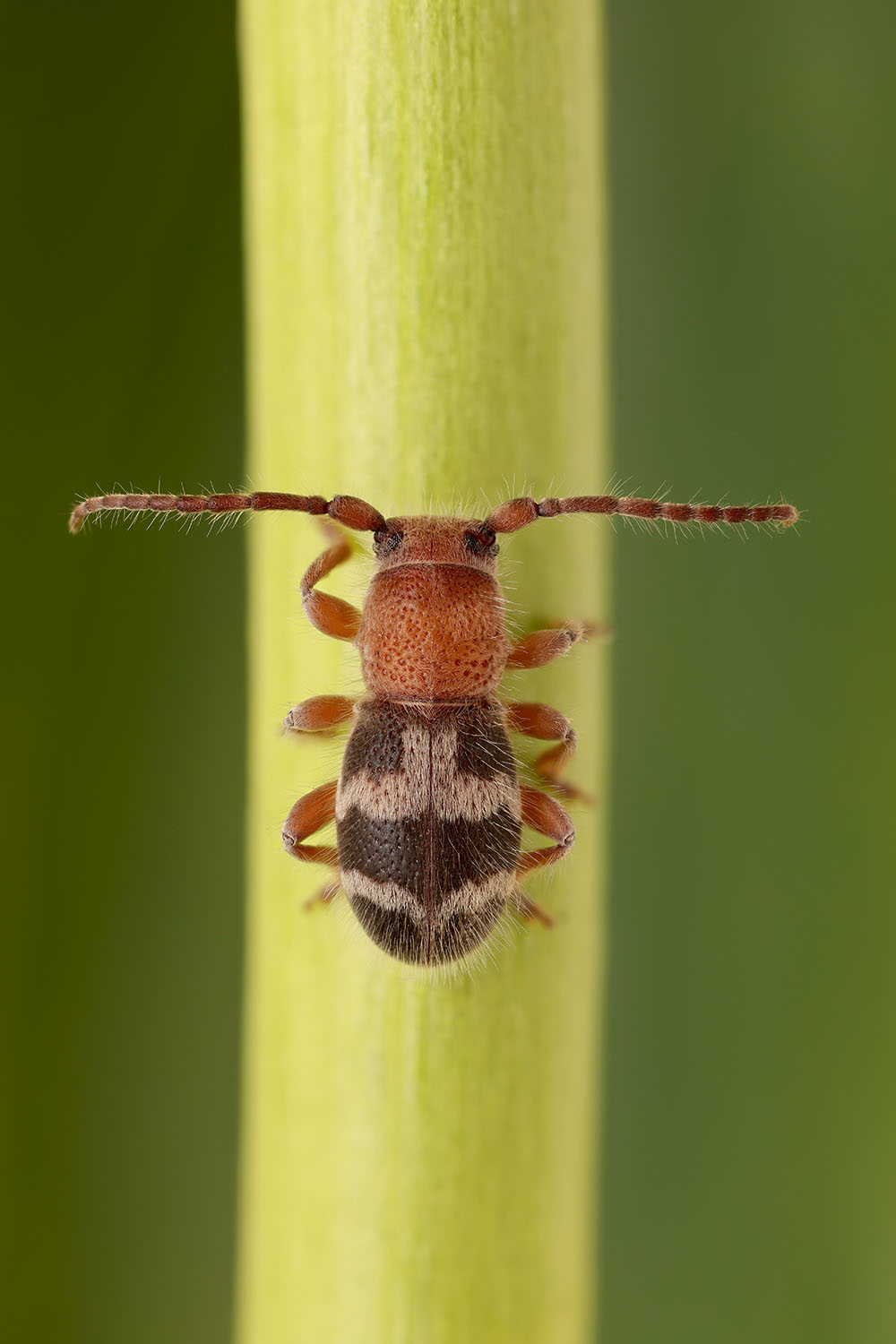 Parmena cruciata 