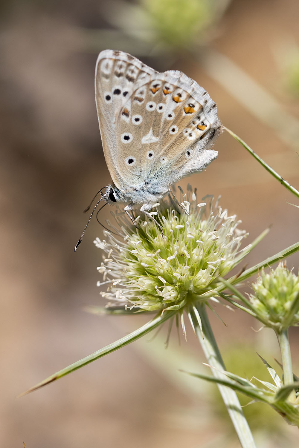 Polyommatus dolus 