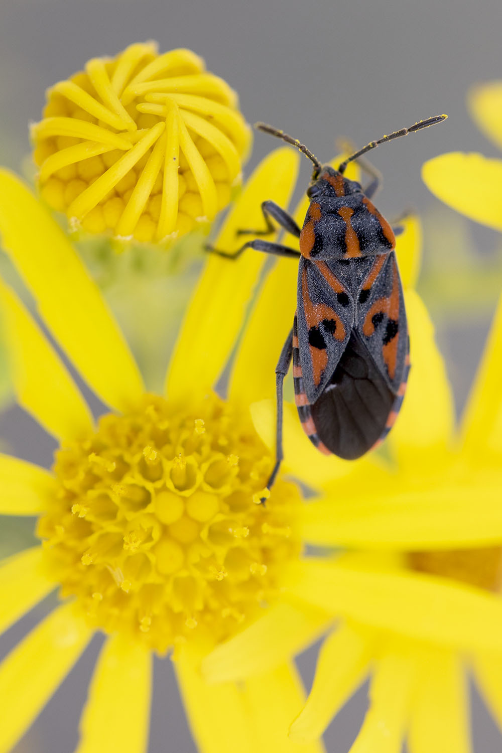 Spilostethus saxatilis 