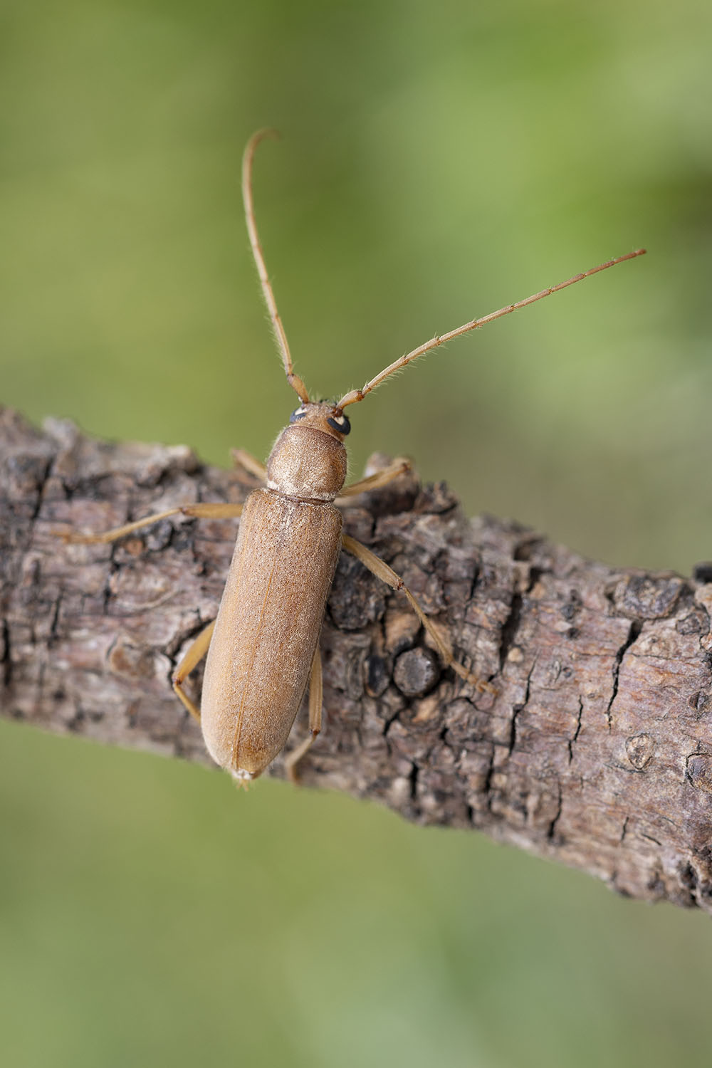 Stromatium auratum 