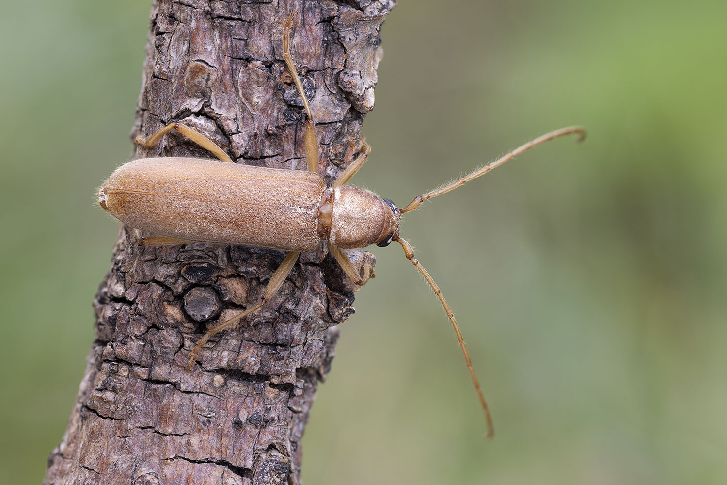 Stromatium auratum 