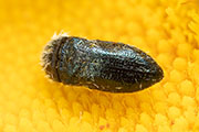 Acmaeoderella cyanipennis hispana