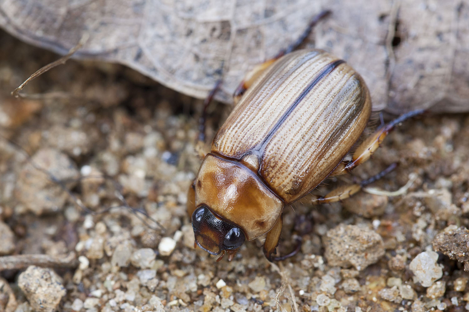 Anomala pallida 