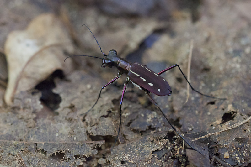 Calochroa discrepans 