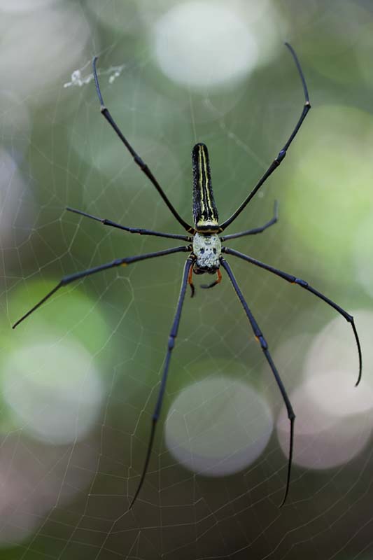 Nephila pilipes 