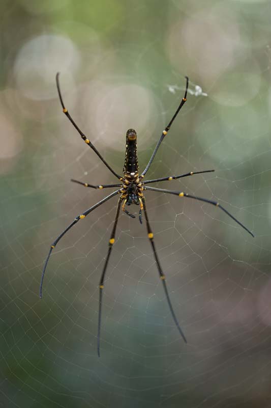 Nephila pilipes 