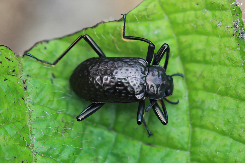 beetle unidentified35 