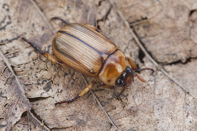 beetle unidentified37 