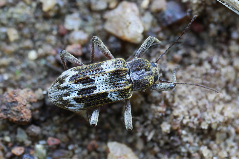 beetle unidentified42 