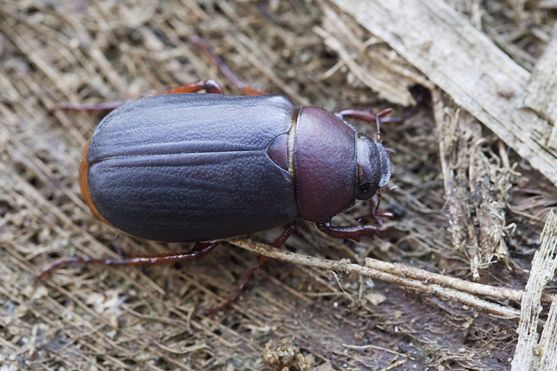 beetle unidentified44 