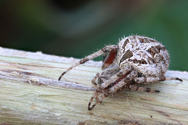 spider unidentified11 