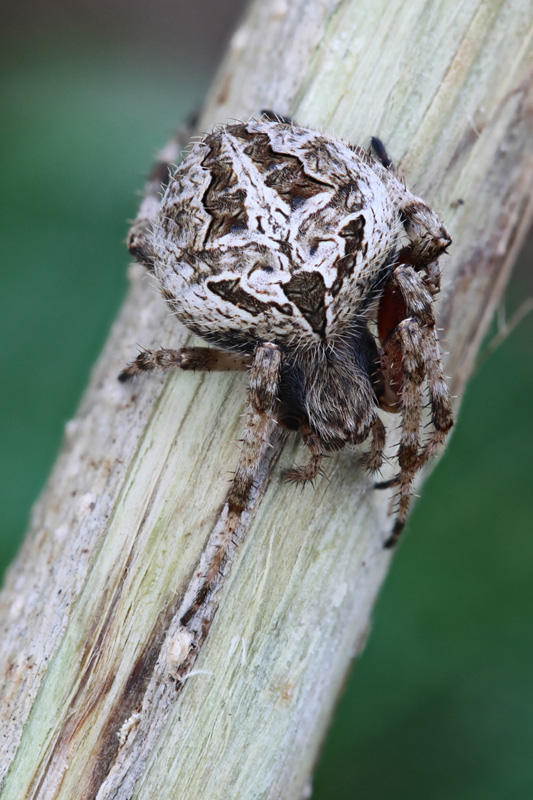 spider unidentified11 