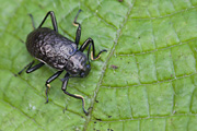 beetle unidentified35 