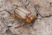 beetle unidentified37 