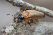beetle unidentified38 