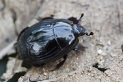 beetle unidentified39 